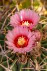 USA, Texas, Big Bend National Park. Blooming horse crippler cactus. Art Print